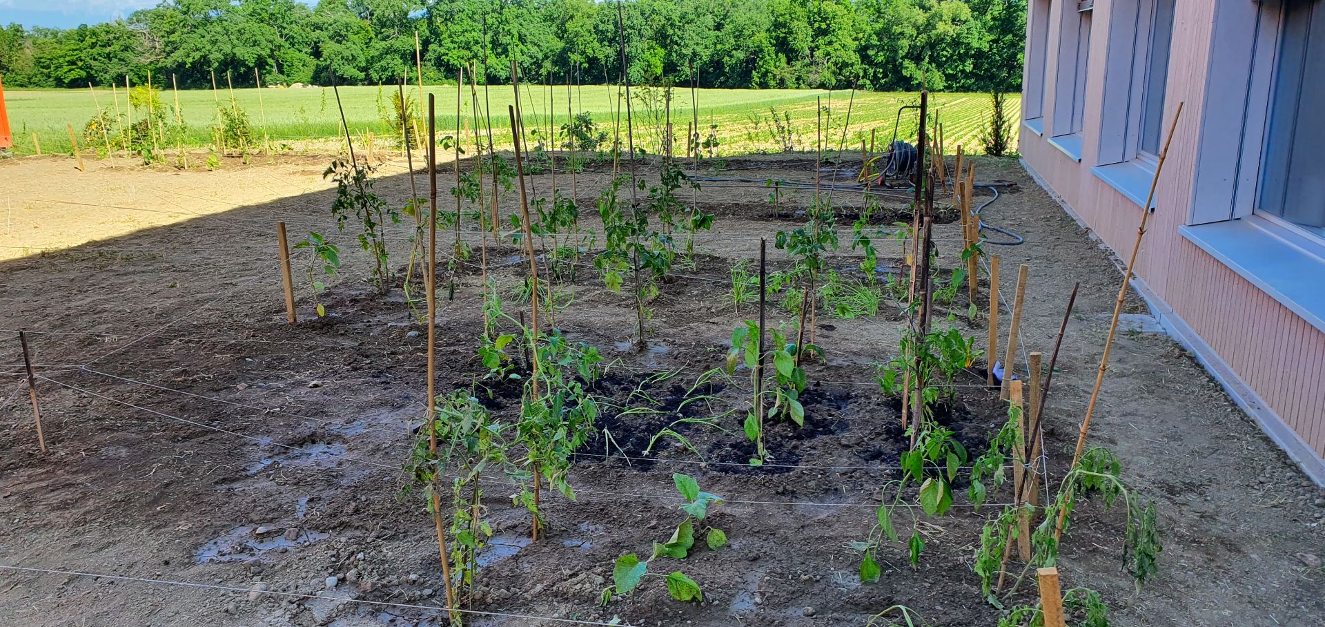 Plantons_thonex_6.JPG
