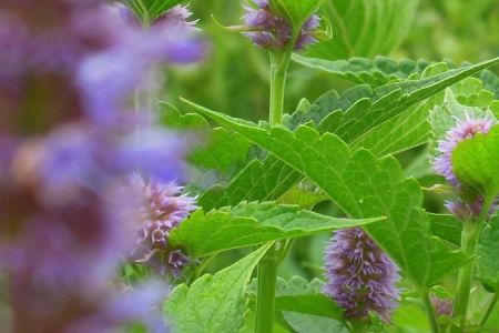 Agastache_22.jpg