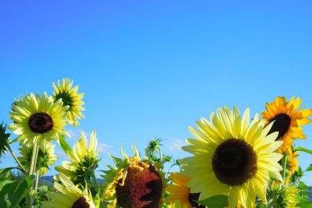 Tournesols2012.jpg