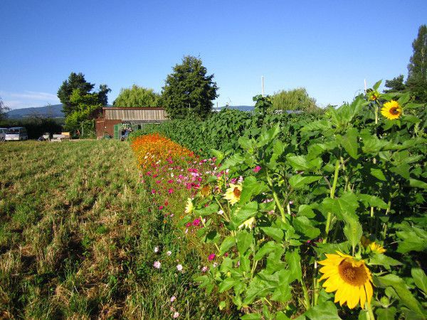 Accueil  Les Jardins de Cocagne